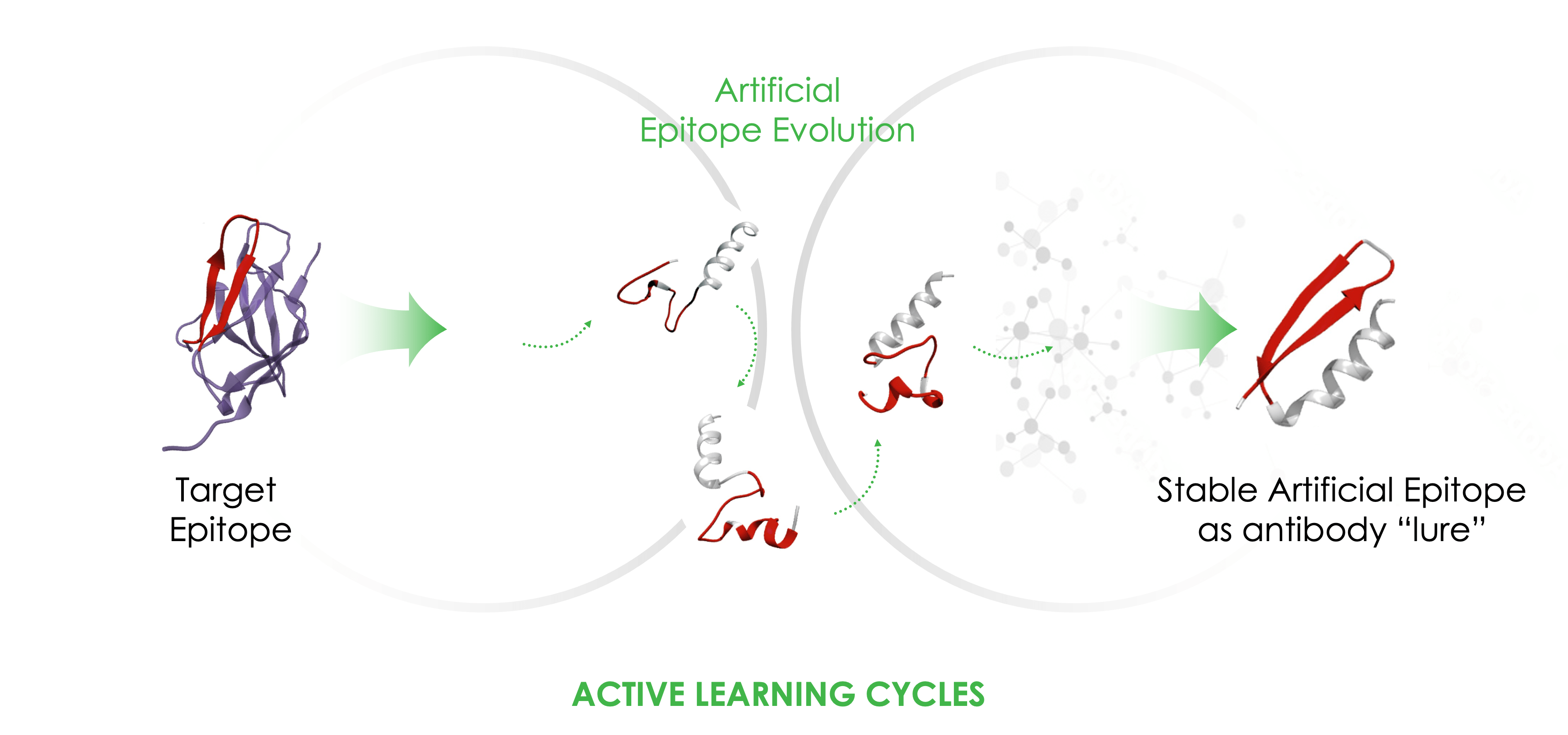 Artificial epitope evolution diagram shows how the AI Discovery Engine targets epitope-specific antibodies. target epitope arrows toward a stable artificial epitope as antibody 'lure'