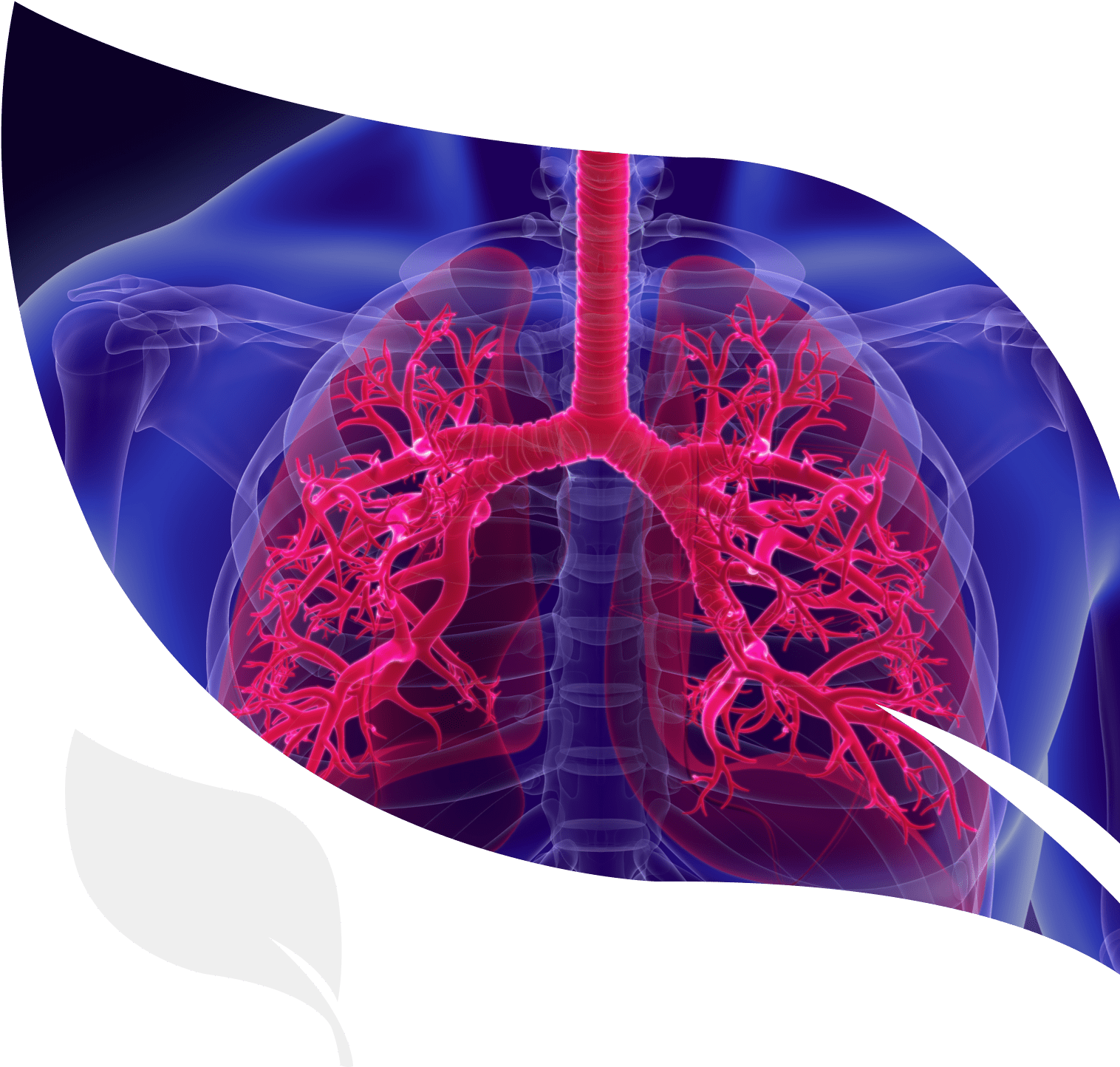 human lungs, relevant to idiopathic pulmonary fibrosis (IPF), for which IBIO-100 candidates are in development for therapeutic applications