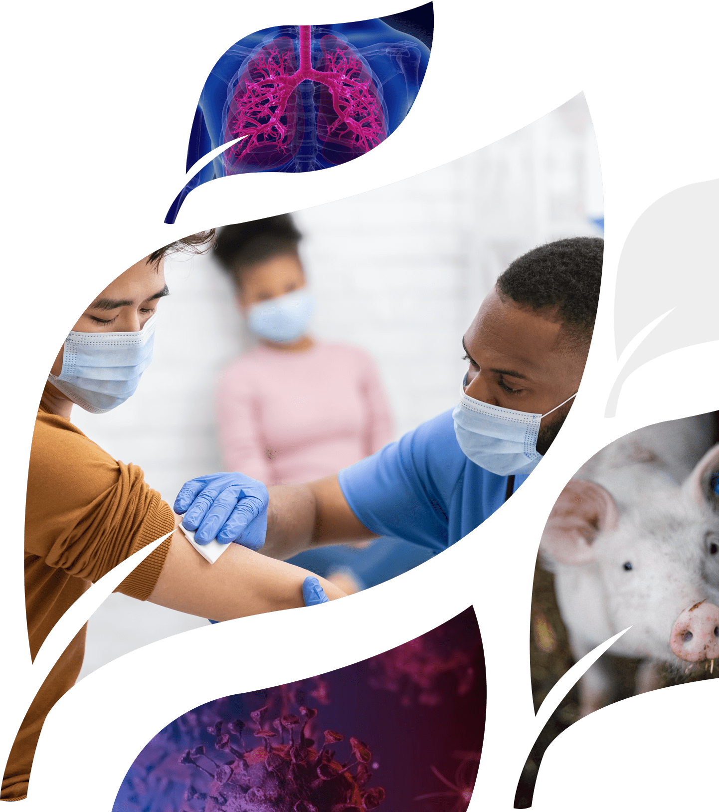 Image representing iBio's areas of focus - include vaccines for human health and animal health, a fibrotic therapeutic candidate, and further oncology therapeutics.