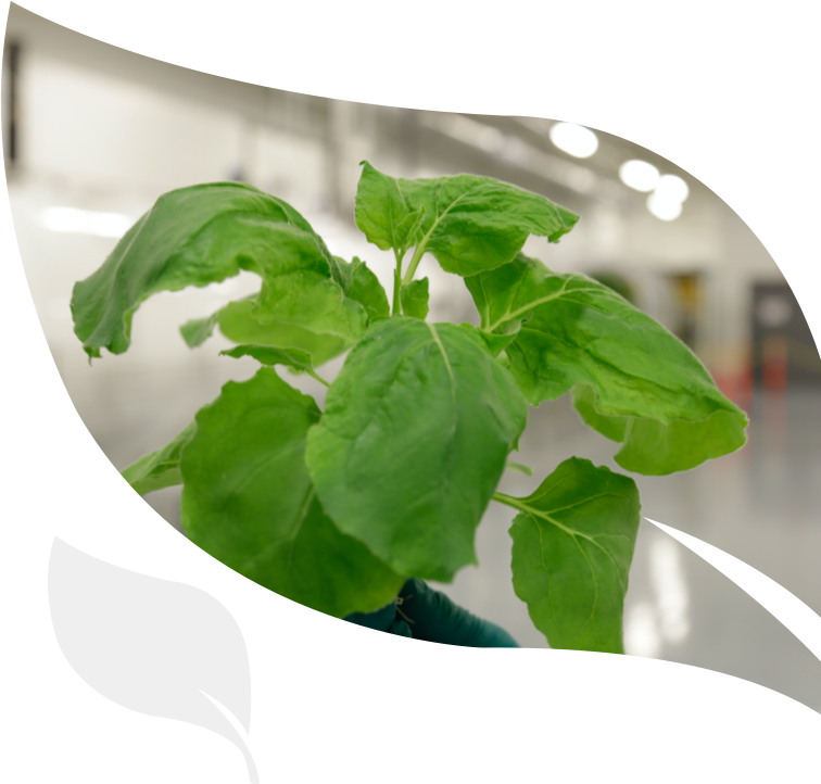 the plant Nicotiana benthamiana, which iBio's vectors are designed for in order to carry out gene expression