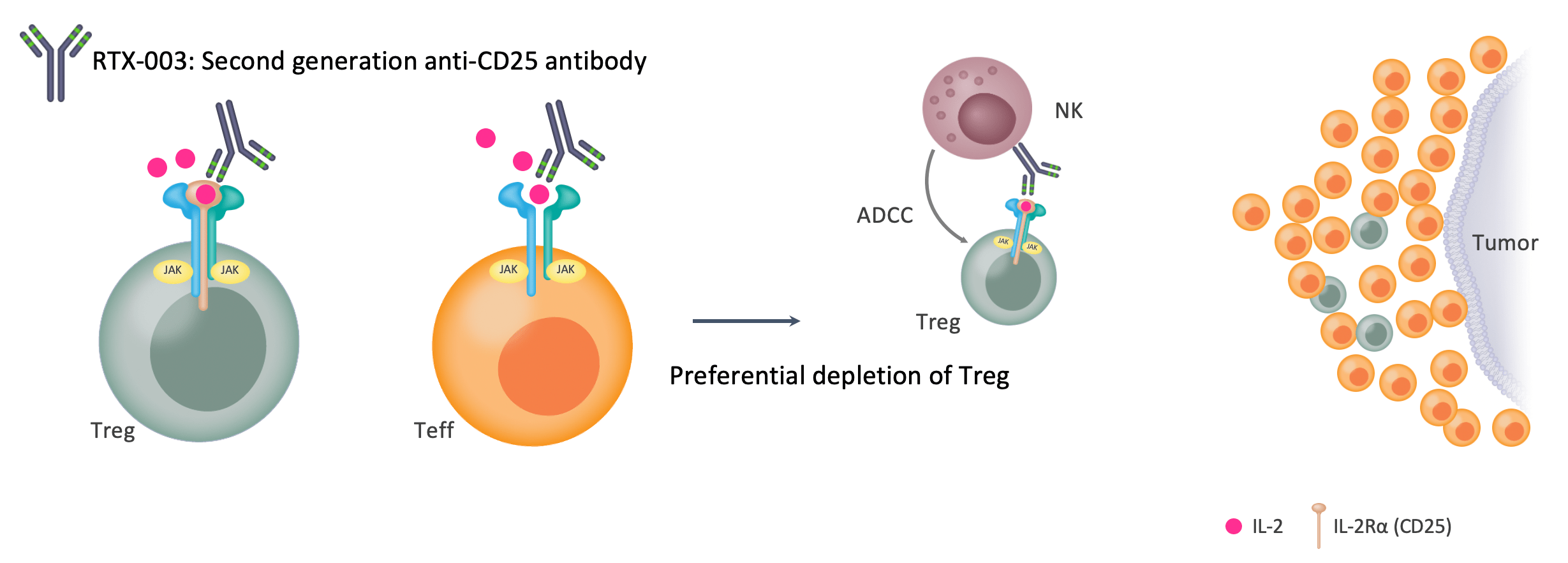 RTX-003 preferential depletion of T-reg, described in text
