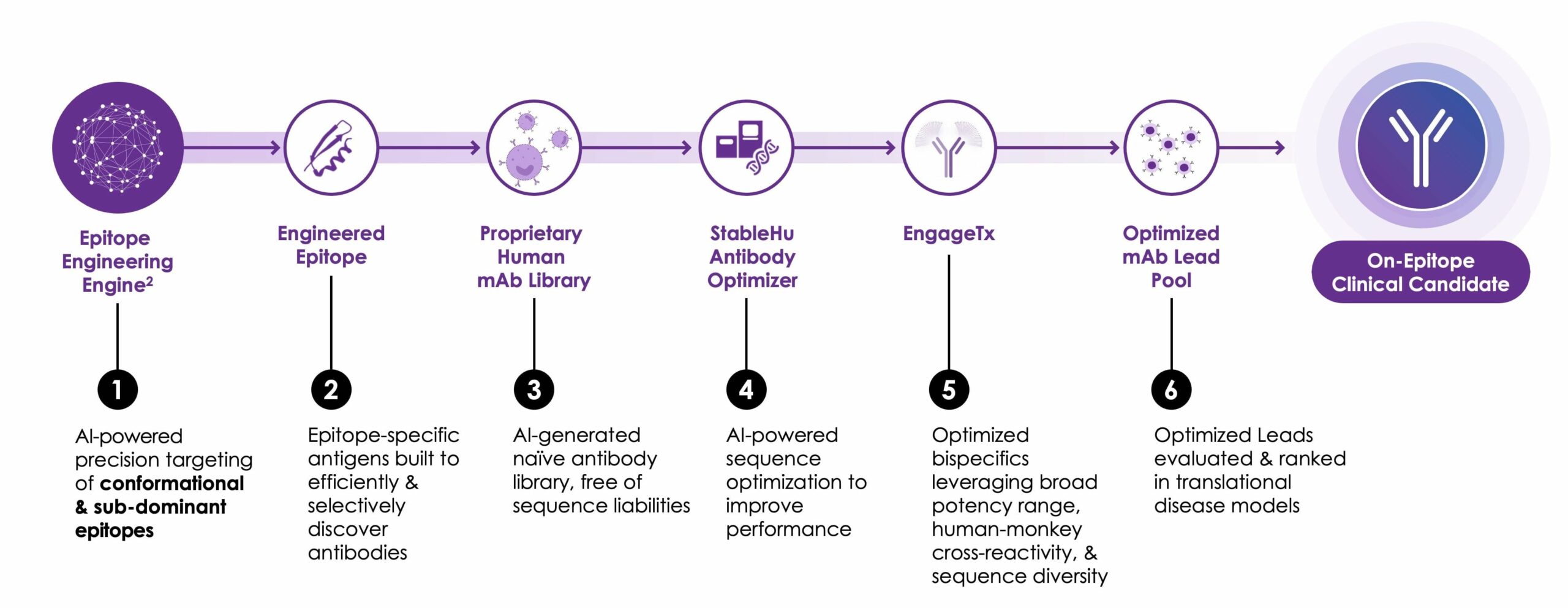 Linear diagram with 6 steps. Step 1. Epitope Engineering Engine: AI-powered precision targeting conformational & subdominant epitopes. Step 2. Engineered epitope: Epitope-specific antigens built to efficiently and selectively discover antibodies. Step 3: AI-generative naïve antibody library, free of sequence liabilities. Step 4: AI-powered sequence optimization to improve performance. Step 5: Optimized bi-specifics leveraging broad potency range, human-monkey cross-reactivity, & sequence diversity. Step 6: Optimized leads evaluated & ranked in translational disease models. Final: On-Epitope Clinical Candidate